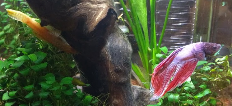 foto of two fishes in an aquarium
